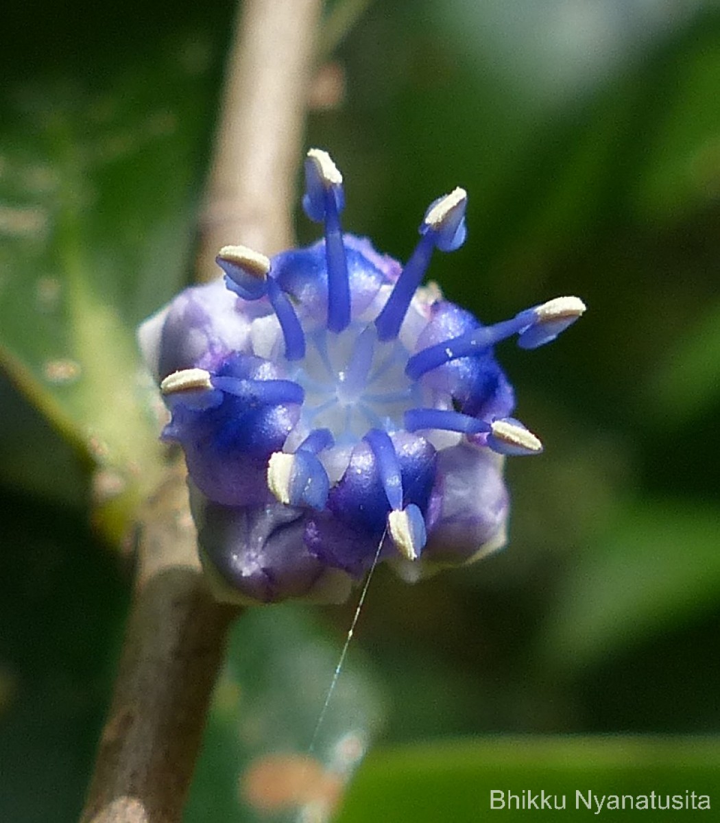 Memecylon capitellatum L.